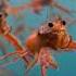 Millions Of Tuna Crabs Gather Off Coast Of Mexico Wildlife Ocean Nature