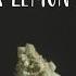Item 9 Strain Review Super Lemon Haze By CRAFT Cannabis