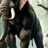 2024 New Gorilla Vs Eliphend Animal 5000 Youtube Short Video Viala