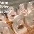 Top 5 Hamster Content Funny Usa Memes Ai Fypyoutube Foryoupageshorts Foryou Fypシ Viral