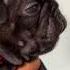 PANCHITO FIRST MALE EVER PRODUCED AT DOUBLE R BULLIES Frenchbulldog Frenchie Frenchiesofyoutube
