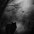 Horror Story About A Werewolf In The Forest Scarystories Scary Horrorstories Creepy Cryptids