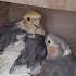 Ничто не заменит улыбку и голос родного дитя кореллы Shortsviral Subscribe Birds семья Love