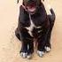 Baby Dog Barking Sound 14 Shorts Puppyvoice Dogsound Barking Dogvoice