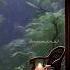 Nemibakhshamet Iliyar Amiremahan Iliyarmusic Youtubeshorts Trending Music Shorts Youtube