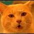 Un Gato Callejero Viene A Clase Todos Los Días