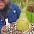 Quick Tip For Growing Healthy Desert Roses Texasgarden Desertrose Adenium Texasgardeners