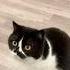 Certified Soft Boy Cat Kitten Catlovers Britishshorthair