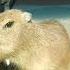 Capybara In Da Car HD