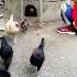 Duck Hens Pearl Hen Rooster Roosterdance Youtubeshorts Beautiful Funny Chickendance Funny