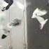 Pigeons Никогда не спорьте с идиотами