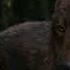 Twilight Wolves Pretty Little Psycho With DerekTheBlackWolf