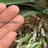 Sprinkle 1 Teaspoon Suddenly The Orchid Grew 1001 Roots And Bloomed Super Flowers