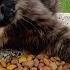 Feeding Stray Cats In Istanbul For A Day Enriches Your Heart