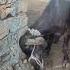 Sihan New Viralvideo Bull Shokh Animals