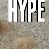 Zippi Sweeper Review Worth The Hype Real World Test