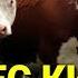 МОЛ БОКИШ ФОЙДА ЁКИ ЗАРАР