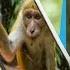 Is The Mirror Test Just A Reflection Of Human Nature