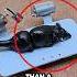 The Most Evil Mouse Trap Ever Made JAINUL HAQ