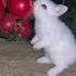 The Little Rabbit Smacked Its Lips And Ate With Such Delicious Taste Cute Pet Debut Plan Rabbi