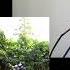 Genesis Cuckoo Cocoon Cover