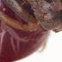 A Tsetse Fly Births One Enormous Milk Fed Baby Deep Look