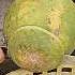 So Cool Amazing Pomelo Fruit Cutting Skills