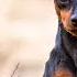 Miniature Pinscher Dog Breed Information
