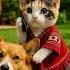 OMG He Is Too Cute Hello Papa Shorts Short Cute Cat Viralcats Talkingcat