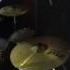 Marevo 02 Live RockLaba 06 Mar 2015