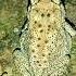 Toad And Frog Go CRAZY Together
