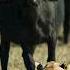 WILD KALAHARI Challenges In The Land Of Predators Animal Documentary