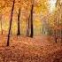 Autumn Leaves With Soothing Piano Music Relaxation And Peace