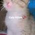 Kitten Love To Play Cat Catactivity Viralvideo Shortvideo Shorts