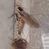 The Mating Dance Of Discoid Roaches How Roaches Mates How Roaches Breed