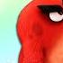 Angry Birds Colorful Chaos Special Compilation