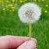 Dandelion Flower