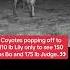 The Guardians Sound Off With Coyotes