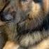 Tommy Ka Massom Chehra Germanshepherd Pets Dog Doglover Petowner Song Hindisong Gsd Dogs
