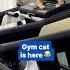 Fitness Cat Uses Treadmill At The Gym