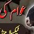 Bakra Mandi Taxila Update 04 June 2025 Bhatta Chowk Mandi SAF Properties