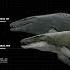 The New JW Mosasaur Compared To The Old Mosa