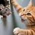 Tom And Jerry Can They Become Best Friends Cat Mouse
