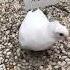 Fearless Milky White Pigeon Dove