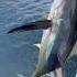 Yellowfin Tuna Fishing Results In A Hurt Back Fishing Tuna Ocean