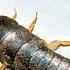 Silverfish Facts Minecraft Hostiles Animal Fact Files