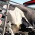 HE S ABOUT TO BE A VERY HAPPY MAN BULL MEET COWS LOTS OF CALVES RUN OUT