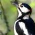 24 7 LIVE CAT TV NO ADS Funday Happy Birds Squirrels In Cosy Forest Corner