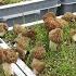 Harvest Video Controlled Indoor Cultivation Of Morel Mushrooms All Year Round