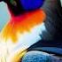 Interesting Facts Of Rare Animals Shorts Youtubeshorts Butterfly Ai Koala Panda Sosh